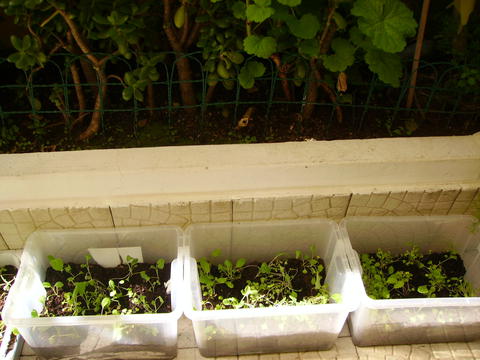 Lá estão as caixas alinhadas e nelas vêem-se as plantinhas a crescer.